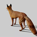 Red Fox Standing With Brown And White Fur Mouth Open On Gray Background