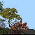 Arbor Centered Garden Landscape With Colorful Trees Shrubs Grass And Wooden Floor