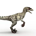 Standing Velociraptor Dinosaur With Striped Skin Long Tail Open Mouth And Sharp Claws