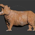 Orange Hippopotamus Model With Open Mouth And Tusks On Black Background With Reflection
