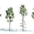Different Form Arbor Trees With Green Foliage And Shadows On White Background 3d model