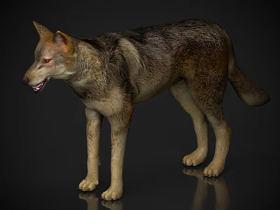Realistic Wolf 3D Model in Standing Pose With Brown Gray Fur Open Mouth Dark Background and Reflective Ground 3d model