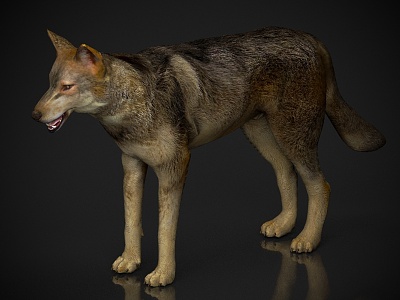 Zoo Wild Animals Beast Pet Wolf Dog 3d model