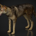 Zoo Wild Animals Beast Pet Wolf Dog 3d model