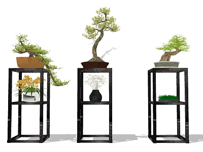 Stylish Bonsai Potted Plants Arranged on Black Display Stands with Small Greenery 3d model