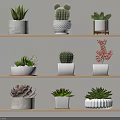 Bonsai and Potted Plants Arranged on Wooden Shelves with Various Types and Different Pots
