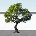 Lush Green Arbor with Curved Trunk and Dense Foliage Against Minimalist White Wall