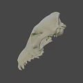 Highly Detailed Animal Skull Model Display In Scientific Research Setting