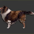 Brown and White Collie Dog with Long Hair Standing on Dark Background
