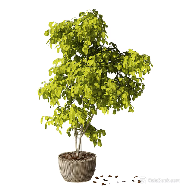 Green Leafy Bonsai Potted Plant With Multi Stemmed Trunk In Woven Basket Pot 3d model 
