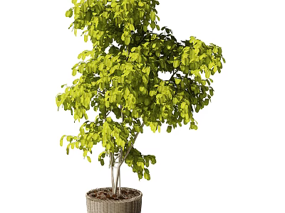 Green Leafy Bonsai Potted Plant With Multi Stemmed Trunk In Woven Basket Pot 3d model