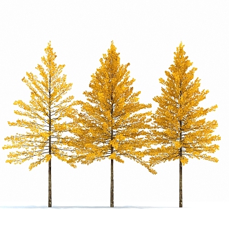 Ginkgo Tree Modern Tree 3d model