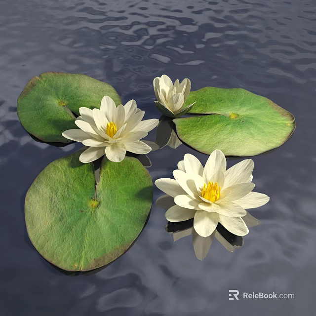 White Water Lilies Blooming With Green Lily Pads Floating On Water Surface 3d model 