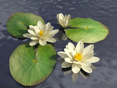 White Water Lilies Blooming With Green Lily Pads Floating On Water Surface 3d model