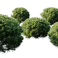 Vibrant Green Round Shrubs With Lush Dense Foliage In Natural Landscape