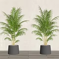 Two Tall Green Potted Palm Plants In Gray Pots For Indoor Decor