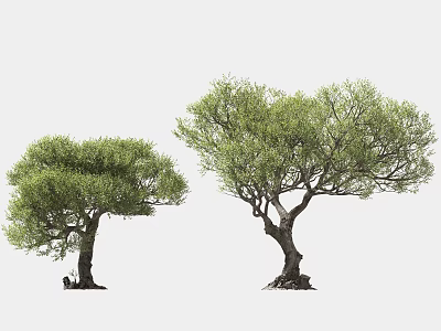 Two Green Arbor Trees With Lush Foliage And Twisted Trunks Isolated 3d model