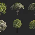 Various Arbor Trees With Different Crown Shapes And Green Foliage 3d model