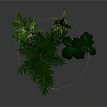 Lush Potted Indoor Plants With Different Leaf Shapes In Light Brown Pots On Dark Surface