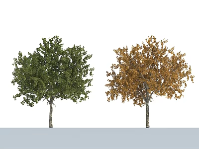 Deciduous Arbor Displaying Lush Green Leaves And Vibrant Orange Yellow Foliage In Seasonal Variation 3d model