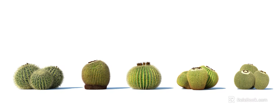 Round Green Cactus Succulent Plants Group Potted Arrangement For Natural Decor 3d model 