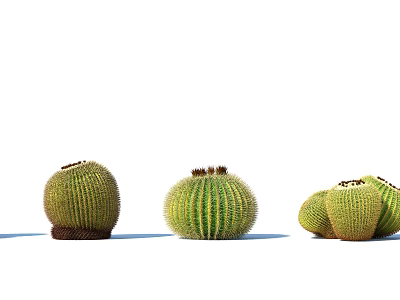 Round Green Cactus Succulent Plants Group Potted Arrangement For Natural Decor 3d model Round Green Cactus Succulent Plants Group Potted Arrangement For Natural Decor 3d model