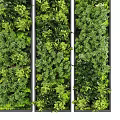 Green Plant Wall Vertical Garden Design With Lush Various Foliage Plants And Paneled Sections