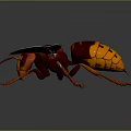 Red And Black Wasp With Transparent Wings Head Compound Eyes Antennae Legs On Dark Background