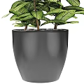 Potted Bonsai Plant with Lush Green Leaves Vibrant Patterns in Black Pot Detailed View