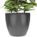 Plant potted plant pot office plant street plant green plant tropical decoration 3d model