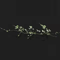 Green Vine Plant With Small Leaves And Thin Stems On Black Background With Reflection 3d model