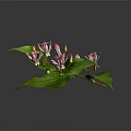 Green Leaf Plant With Pink Spotted Flowers And Flower Buds