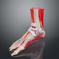Medical Device Anatomical Ankle Model Showing Muscles Bones and Structure 3d model