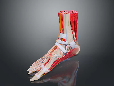 Medical Device Anatomical Ankle Model Showing Muscles Bones and Structure 3d model