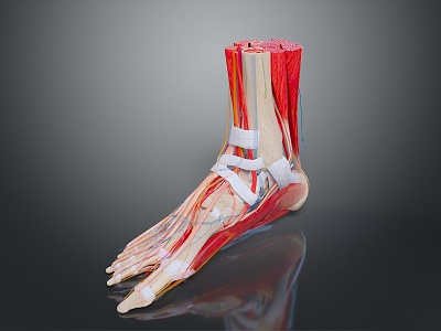 Foot Human Foot Medical Human Body Teaching Aware Medical Teaching Aware 3d model