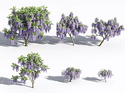 Wisteria Trees With Purple Hanging Flowers And Green Leaves In Various Sizes 3d model