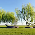 Plant Combination With Weeping Willows Stones Green Grass And Blue Sky