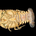 Close Up View Of Spotted Brownish Lobster With Claws And Legs On Black Background