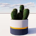 Cactus Bonsai Plant in White Yellow Navy Blue Striped Pot Against Blue Sky White Clouds