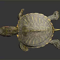 Turtle Tortoise Brazilian Tortoise Cartoon Tortoise Snapping Turtle Chickpedo Reptile Cold Blooded Animal Reptile 3d model