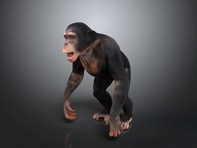 Realistic 3D Render of Standing Chimpanzee with Open Mouth on Gray Background 3d model