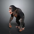 Realistic 3D Render of Standing Chimpanzee with Open Mouth on Gray Background