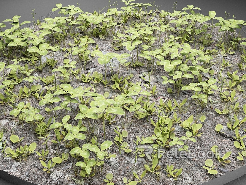 White Flower Clover Grass Plant model