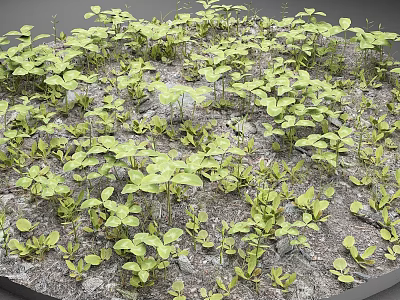 Green Seedlings Growing on Rocky Soil with Fresh Sprouted Young Plants 3d model
