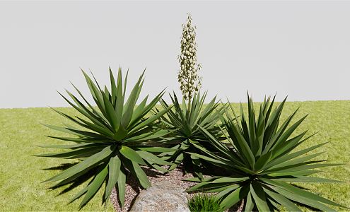 Modern Plants Sisal Flower Sisal Flower Sisal Flower Herb Garden Plants 3d model