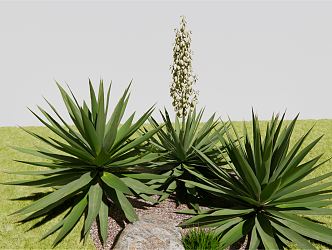 Modern Plants Sisal Flower Sisal Flower Sisal Flower Herb Garden Plants 3d model