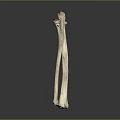 Human Long Bone Anatomical Structure Isolated On Gray Background For Educational Study 3d model