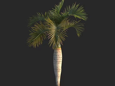 Tall Areca Palm Tree with Slender Textured Trunk and Lush Green Fronds 3d model