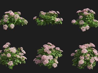 Lush Shrubs With Pink Flowers And Green Leaves In Different Arrangements 3d model