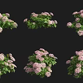 Lush Shrubs With Pink Flowers And Green Leaves In Different Arrangements